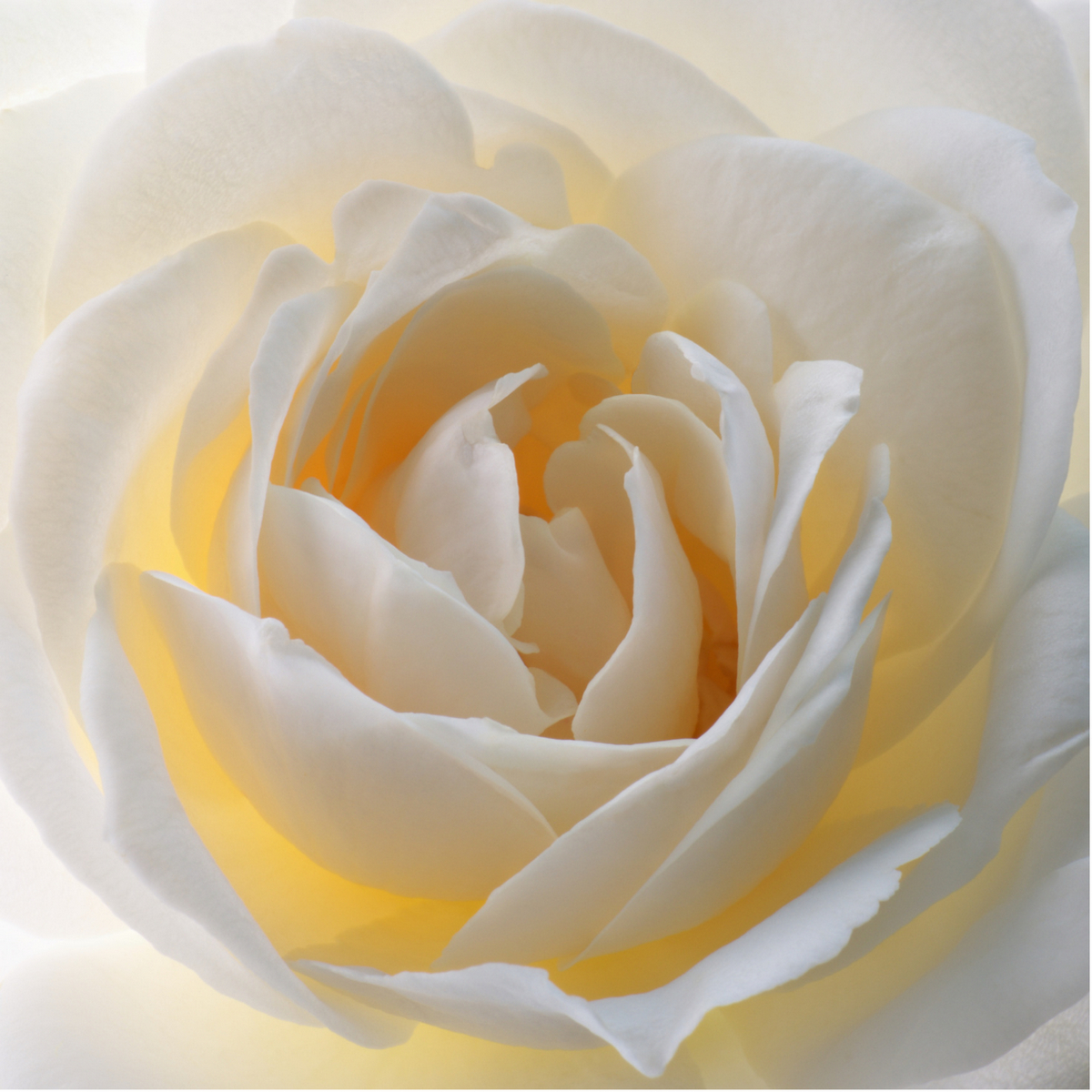 Gardenia