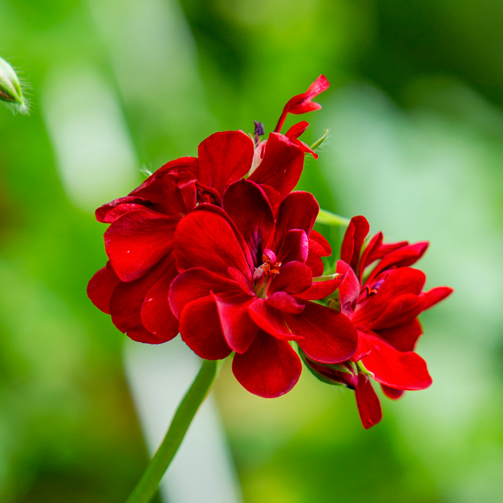 Geranium